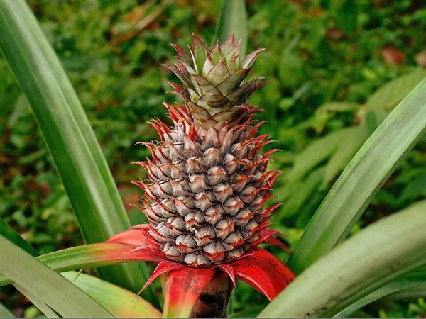 Ananas Verita