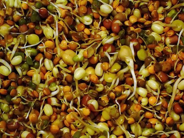Soya Filizi