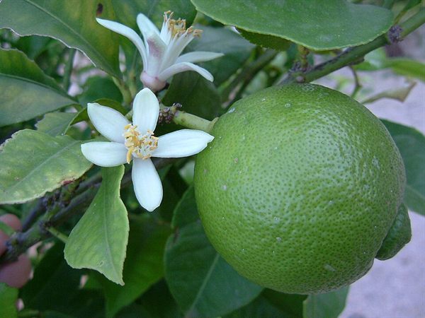 Lime Limon