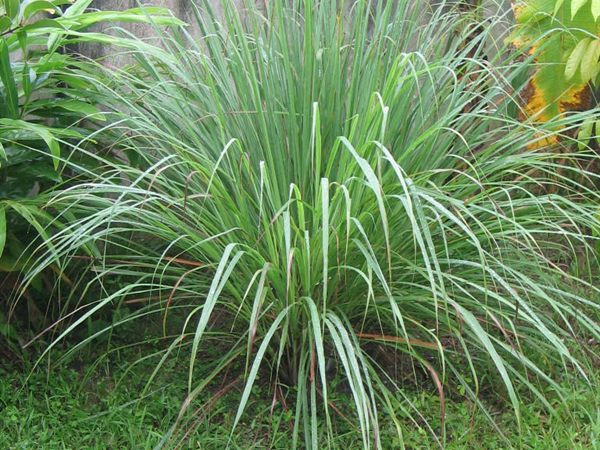 Limon Grass