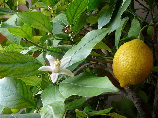Limon Lüks