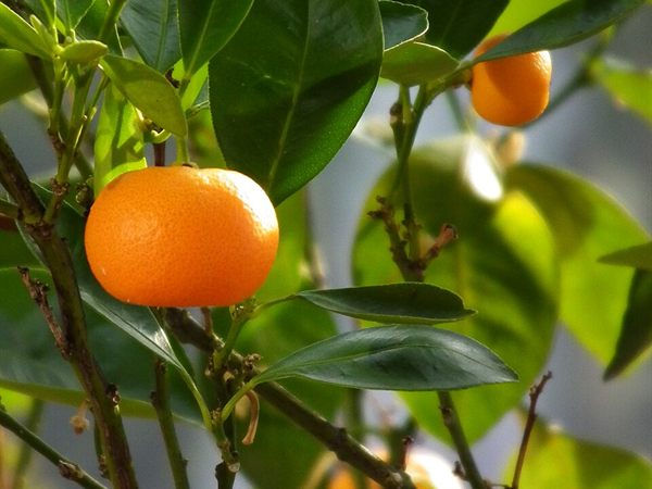 Mandalina Eko