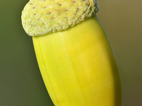 Palamut